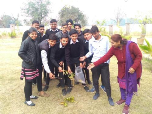 Tree Plantation